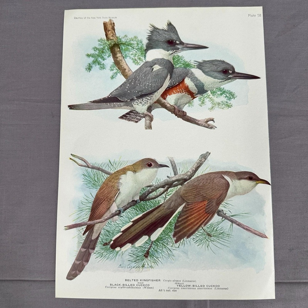 1936 Louis Fuertes Belted Kingfisher Black Yellow Billed Cuckoo Bird Plate Art